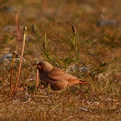 Trumpeter Finch  "Bucanetes githagineus"